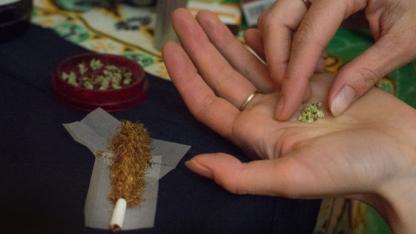Zwei Hände mit getrocknetem Cannabis, im Hintergrund der Joint, der gerade gebaut wird